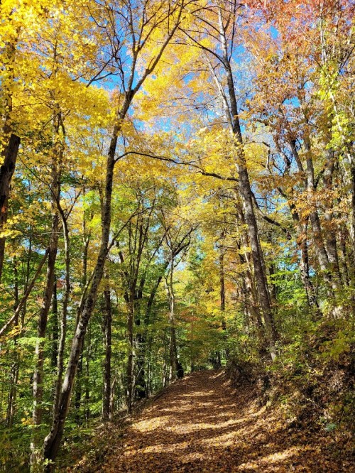 A serene forest path lined with vibrant autumn trees, showcasing yellow, orange, and green foliage under a clear blue sky.