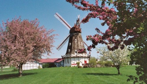 A picturesque windmill surrounded by blooming trees and lush green grass under a clear blue sky.