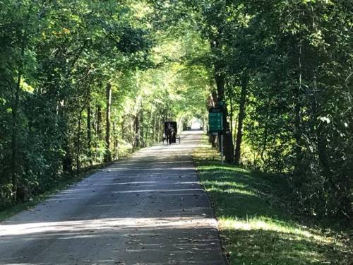 A tree-lined path with a paved surface, leading into a bright, sunlit distance. Two figures are walking ahead.