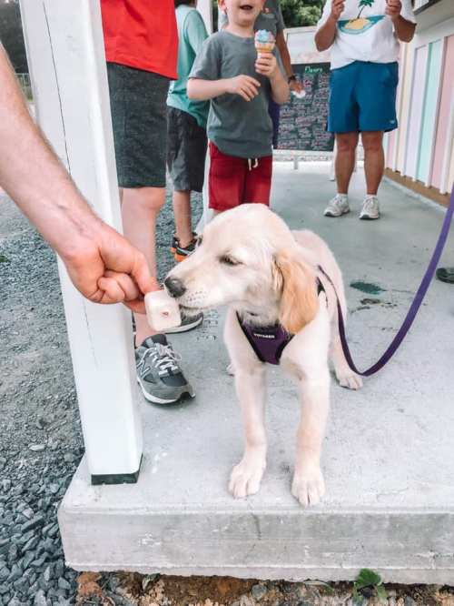 A golden retriever puppy enjoys a treat from a person's hand, with children and adults in the background.