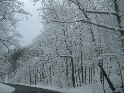 A snowy landscape with trees covered in white snow lining a winding road under a gray sky.