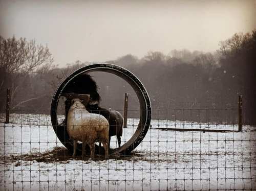 Two sheep stand near a large round feeder in a snowy field, with trees in the background and a gray sky.