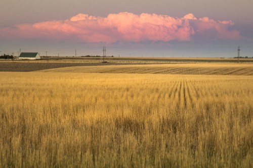 A golden field stretches under a pastel sky with pink clouds, featuring a distant barn and power lines on the horizon.