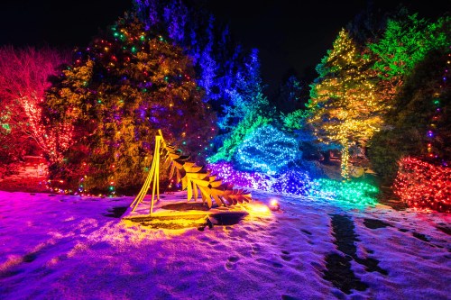 Colorful holiday lights illuminate snow-covered trees in a winter landscape, creating a festive atmosphere at night.