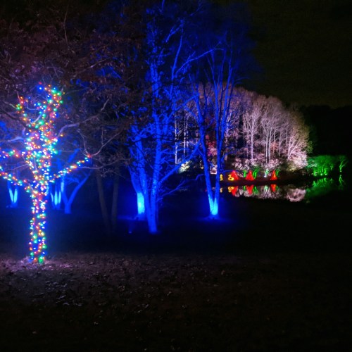A nighttime scene featuring a tree adorned with colorful lights, surrounded by illuminated foliage and a reflective pond.