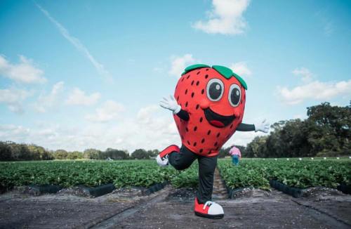 A cheerful strawberry mascot runs through a strawberry field, waving with a bright blue sky in the background.