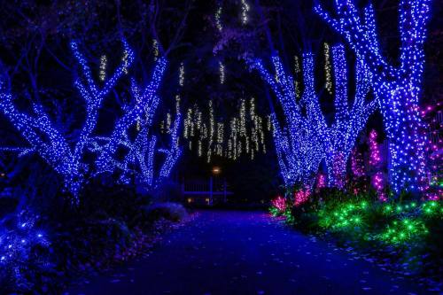 A pathway lined with trees adorned in vibrant blue and green lights, creating a magical, illuminated atmosphere.