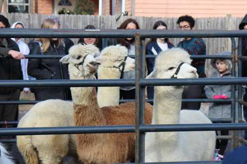A group of alpacas behind a fence, with people observing them in the background.