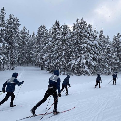 A group of skiers glides through a snowy landscape, surrounded by tall, snow-covered trees.
