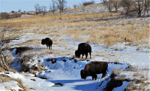 Three bison grazing in a snowy field with patches of grass and trees in the background.