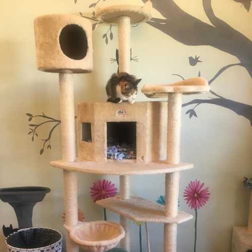 A multi-level cat tree with a calico cat perched on top, set against a colorful wall with floral designs.