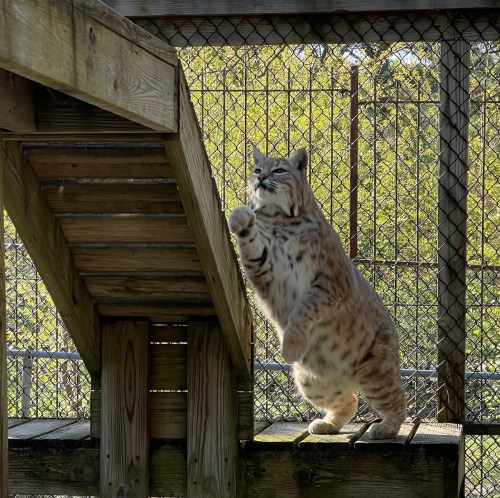 A lynx stands on a wooden platform, raising one paw, with a fenced enclosure and greenery in the background.