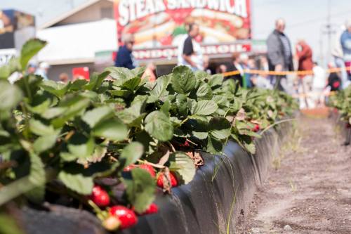 Strawberry plants in a field with people in the background at a fair or festival.