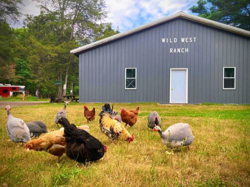 A group of chickens and guineafowl foraging on grass in front of a gray building labeled "Wild West Ranch."
