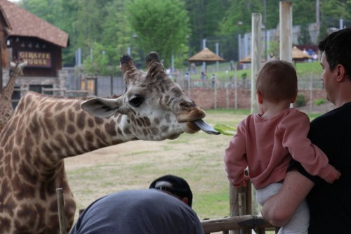 A giraffe reaches for a leaf while a child and adult watch from behind a fence at a zoo.