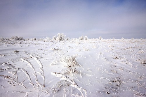 A snowy landscape with frosted grass and sparse trees under a cloudy sky.