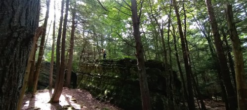 A person stands on a moss-covered rock formation surrounded by tall trees in a lush forest.