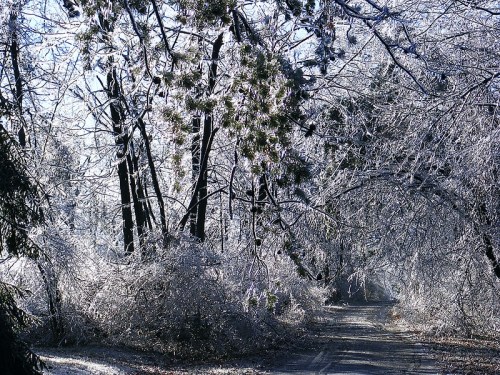 A serene winter scene with trees covered in ice, creating a sparkling, frosty landscape along a quiet path.