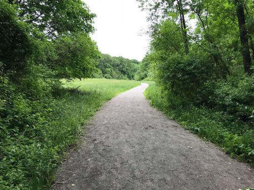 A winding dirt path through lush greenery, leading into a serene, open field.