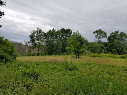 A grassy field surrounded by trees under a cloudy sky, with patches of green vegetation throughout.
