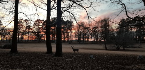 A serene sunset scene with trees silhouetted against a colorful sky, featuring a deer standing in the foreground.