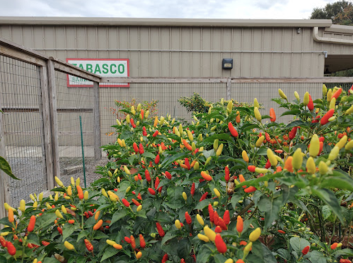 Colorful chili pepper plants with red and yellow peppers in front of a building labeled "Tabasco."