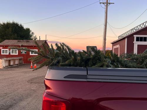 A pickup truck bed filled with evergreen branches, with a sunset and buildings in the background.