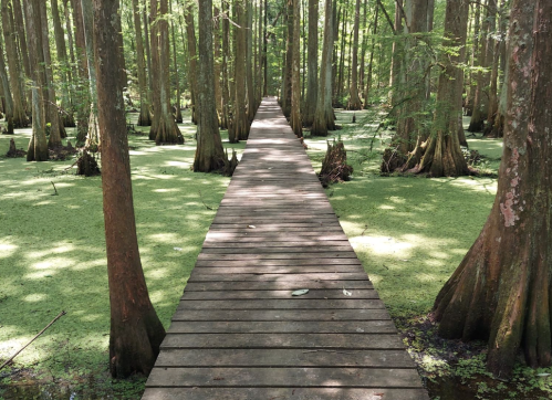 A wooden walkway through a lush green swamp, surrounded by tall trees and covered in green vegetation.