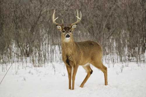 A deer with antlers stands in a snowy landscape, surrounded by sparse trees and shrubs.