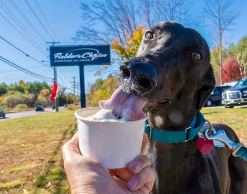 A dog happily licking ice cream from a cup, with a sign for an ice cream shop in the background.