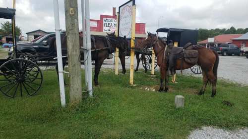 Two horses with saddles stand near a signpost in a grassy area, with a flea market in the background.