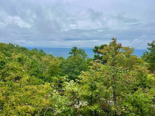 A scenic view of lush green trees with a cloudy sky and a glimpse of water in the distance.
