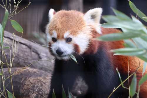 A red panda munches on leaves, surrounded by greenery and logs in its habitat.