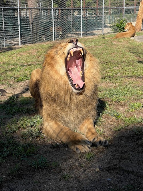A lion lying on the grass, yawning widely with its mouth open, showcasing its sharp teeth.