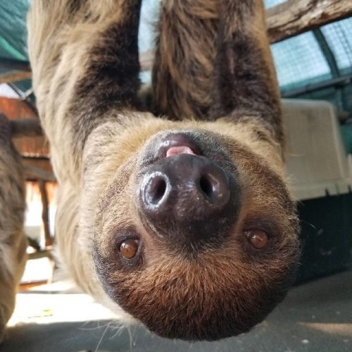 A close-up of a sloth hanging upside down, showcasing its large eyes and distinctive nose.