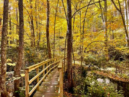A wooden bridge surrounded by vibrant autumn foliage in a serene forest setting.