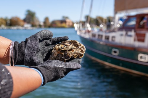 A person in gloves holds an oyster near a boat on a calm waterway, with trees and buildings in the background.