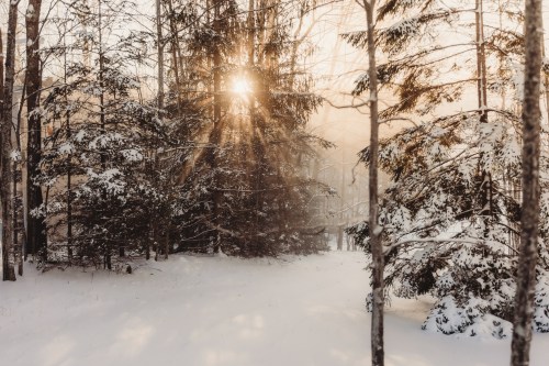 Sunlight filters through snowy trees in a serene winter forest, creating a peaceful, magical atmosphere.