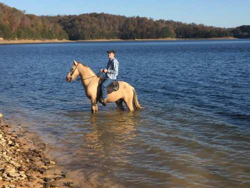 A person riding a light-colored horse stands in shallow water by a lake, surrounded by trees and a clear sky.