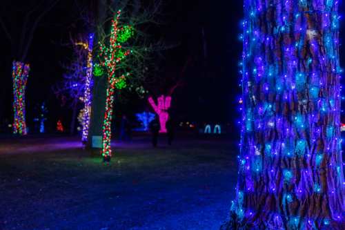 Colorful holiday lights adorn trees in a dark park, creating a festive nighttime atmosphere.