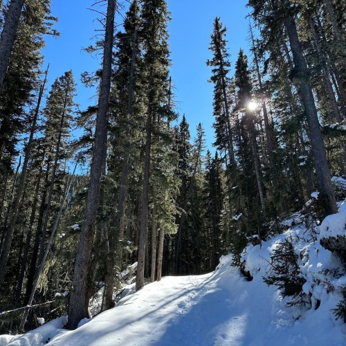 A snowy path winds through tall evergreen trees under a clear blue sky, with sunlight filtering through the branches.