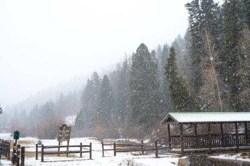 A snowy landscape with tall evergreen trees and a wooden shelter near a river, creating a serene winter scene.