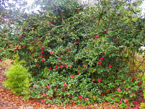 A lush green bush covered in vibrant red flowers, surrounded by fallen leaves and greenery.