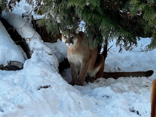 A mountain lion sits quietly under a tree, surrounded by snow. Its gaze is focused and alert.