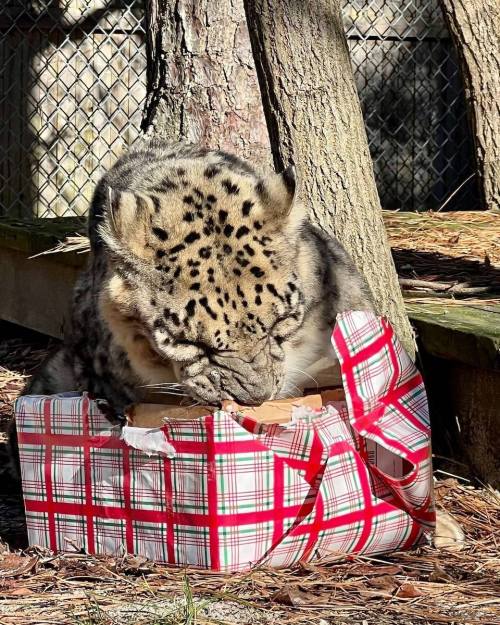 A snow leopard curiously inspects a gift box wrapped in festive plaid near a tree.