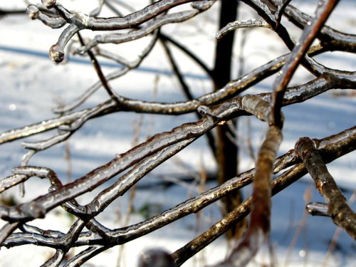 Icicles glisten on bare branches, surrounded by a snowy landscape, capturing the beauty of winter.