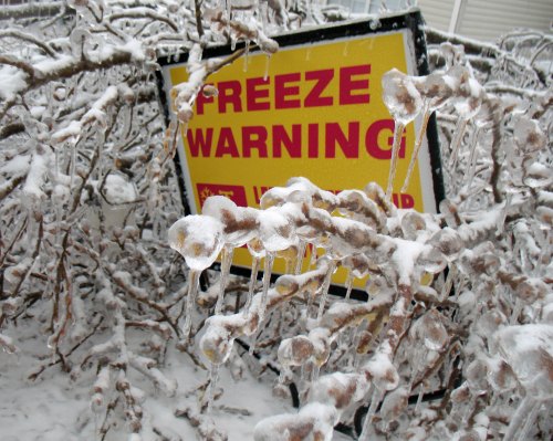 A freeze warning sign partially obscured by ice-covered branches and snow.