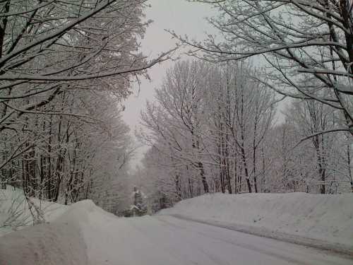 A snowy road lined with trees, their branches heavy with fresh snow, creating a serene winter landscape.