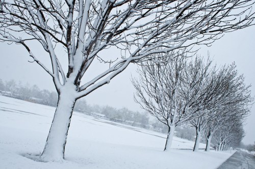 Snow-covered trees line a path in a winter landscape, with a soft blanket of snow covering the ground.