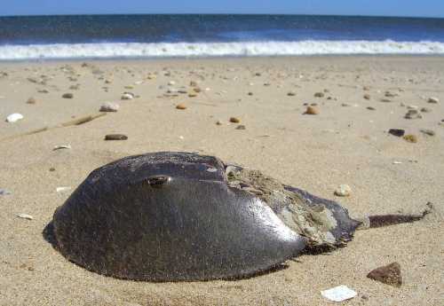 A horseshoe crab resting on sandy beach, with gentle waves and a clear blue sky in the background.